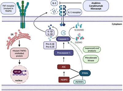 Hereditary Systemic Autoinflammatory Diseases: Therapeutic Stratification